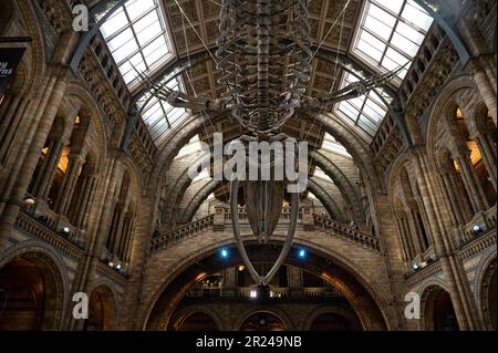 Londra, Inghilterra - 20 giugno 2022: Scheletro sospeso di un dinosauro all'interno del Museo Nazionale Foto Stock