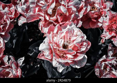 Una gamma di piante fiorite colorate in un lussureggiante letto di fiori Foto Stock