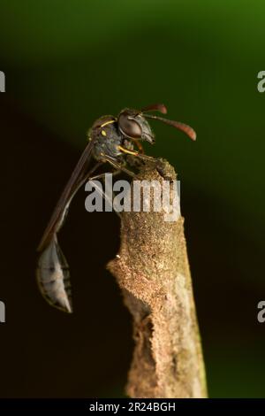 Un primo piano di Robber Fly a zampe stripe (Dioctria hyalipennis) arroccato all'estremità di un bastone di legno Foto Stock