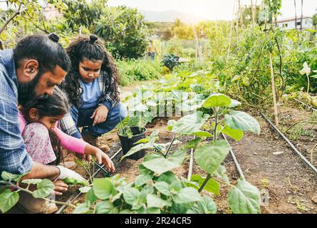 Padre indiano che raccoglie verdure biologiche con i suoi figli da casa giardino all'aperto - vegetariano, cibo sano e concetto di istruzione Foto Stock