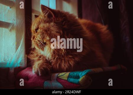 cat avvistamento vedere Foto Stock