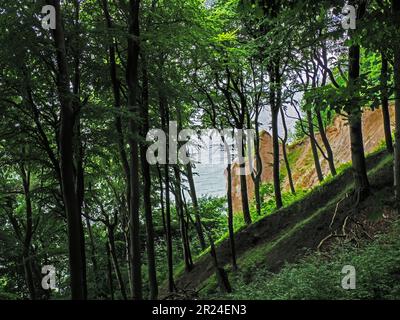 La foresta di faggi e le scogliere di gesso nel Parco Nazionale di Jasmund nel Meclemburgo-Pomerania occidentale, Germania Foto Stock