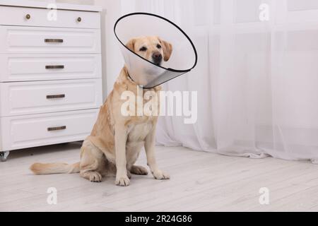 Carino Labrador Retriever con colletto protettivo conico a casa Foto Stock