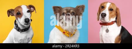 Collage con foto di cani carini in collari su sfondi di diversi colori. Design del banner Foto Stock
