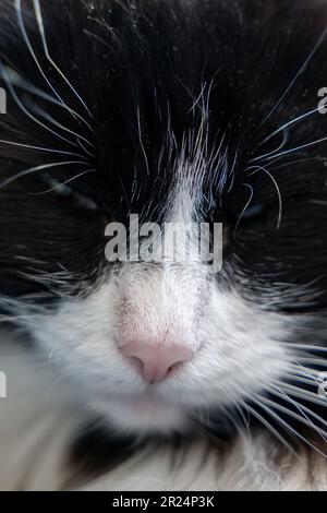 Primo piano ritratto di naso di gatto di pelliccia bianco e nero, whiskers Foto Stock