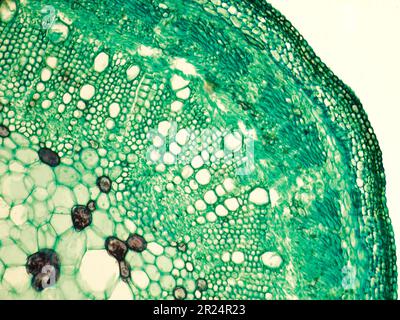 Fusto di cotone x.s. dettaglio sotto il misroscopio ottico biologico Foto Stock