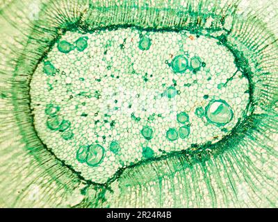 fusto di legno discotiledon x.s. dettagli sotto misroscopio ottico biologico Foto Stock