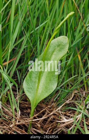 Adder's Tongue Fern (Ophioglossum vulgatum) che cresce su praterie costiere ricche di calce, Northumberland, Inghilterra, giugno 2006 Foto Stock