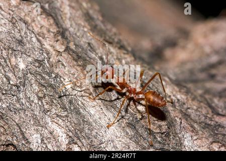 Le formiche rosse sono sull'albero. Foto Stock