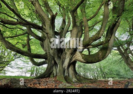 Faggio (Fagus sylvaticus) albero veterano in primavera con foglie fresche, Berwickshire, Scottish Borders, Scozia, maggio 2011 Foto Stock