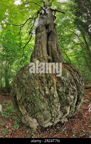 Faggio (Fagus sylvatica) albero maturo con base deformata al tronco in boschi decidiosi, Berwickshire, Scottish Borders, Scozia, agosto 2021 Foto Stock