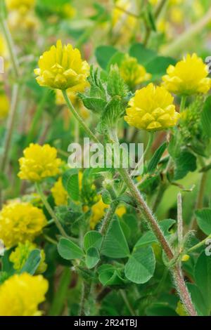 Medaglia nera (Medicago lupulina) in fiore a tre Hagges Wood Meadow, North Yorkshire, Inghilterra, giugno 2021 Foto Stock