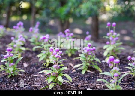 I fiori viola di Gomphrena globosa, o amaranto globo, che crescono in un giardino primaverile del Texas. Foto Stock