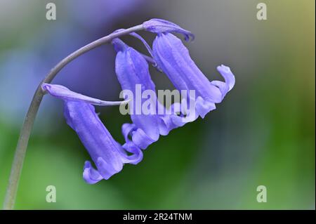 Bluebell (Hyacinthoides non-scripta) cresce per bruciatura all'inizio del Woodland Trail, Beinn Eighe NNR, Kinlochee, Scozia, maggio 2022 Foto Stock