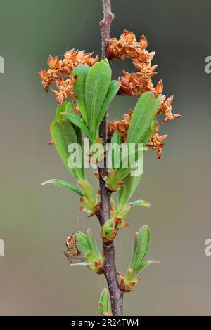 Palude Myrtle (Myrica gale) che mostra cetrioli maschili e foglie fresche e ragno, che crescono accanto al fondo del Pony Path, Beinn Eighe NNR, Scozia Foto Stock