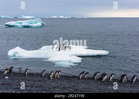 Brown Bluff, Antartide. Pinguini Gentoo sulla costa rocciosa in Antartide. Foto Stock