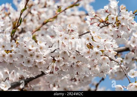 Frühling a Berlino, Kirschblüte an der Oberbaumbrücke, Berlino, Friedrichshain Foto Stock