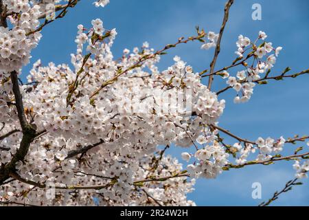 Frühling a Berlino, Kirschblüte an der Oberbaumbrücke, Berlino, Friedrichshain Foto Stock