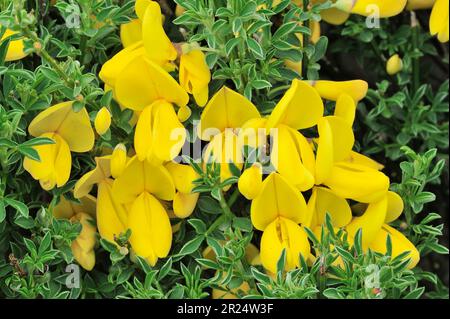 Ginestra (Cytisus scoparius) primo piano di fiori di cespuglio che crescono sulla brughiera di brughiera sopra Strathglass, Inverness-shire, Scozia, maggio 2008 Foto Stock