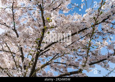 Frühling a Berlino, Kirschblüte an der Oberbaumbrücke, Berlino, Friedrichshain Foto Stock