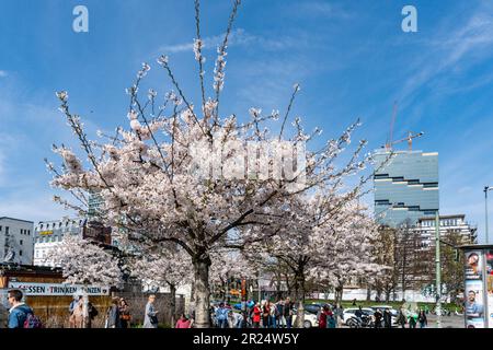 Frühling a Berlino, Kirschblüte an der Oberbaumbrücke, Friedrichshain, im Hintergrund Amazon Tower, Edge East Side Berlin , Foto Stock