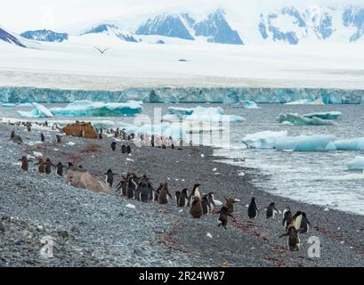 Brown Bluff, Antartide. Pinguini sulla spiaggia della penisola di Tabarin, Antartide. Foto Stock