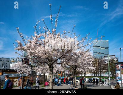 Frühling a Berlino, Kirschblüte an der Oberbaumbrücke, Friedrichshain, im Hintergrund Amazon Tower, Edge East Side Berlin , Foto Stock