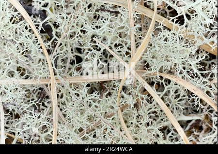 Renne Lichen (Cladonia portentosa) cresce su muschio mossy / erboso su palude vicino al Pony Path, Beinn Eighe NNR, Kinlochebe, Scozia, maggio 2022 Foto Stock