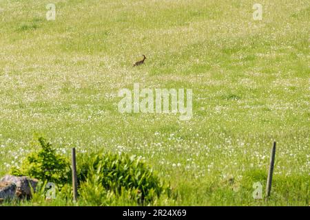 Capriolo che corre in un prato con fiori selvatici Foto Stock