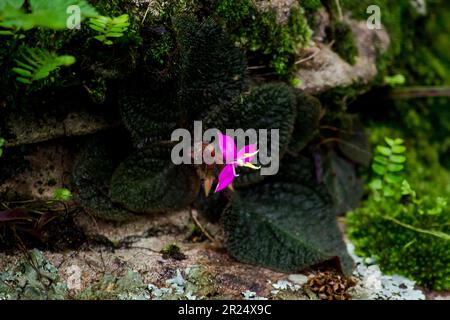 Fiori viola in una nicchia rocciosa con umidità Foto Stock