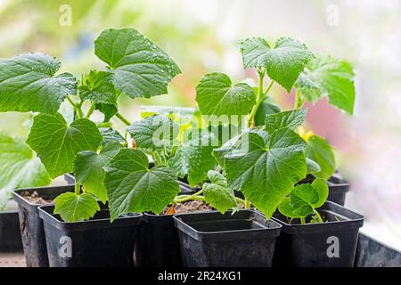 piantine di giovani cetrioli varietali in pentole prima di piantare sul davanzale Foto Stock