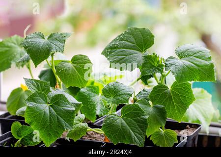 piantine di giovani cetrioli varietali in pentole prima di piantare sul davanzale Foto Stock