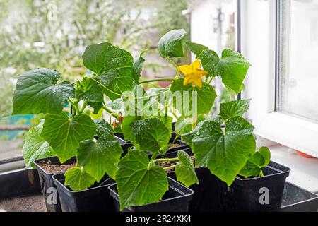 piantine fiorite di giovani cetrioli varietali in pentole prima di piantare sul davanzale Foto Stock