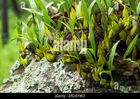 Coelogyne trinervis su una roccia, il tronco è un uovo di banana corto e succulento. O ovali gialli nelle rocce delle alte montagne nella foresta sempreverde secca, Foto Stock