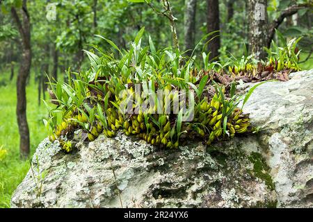 Coelogyne trinervis su una roccia, il tronco è un uovo di banana corto e succulento. O ovali gialli nelle rocce delle alte montagne nella foresta sempreverde secca, Foto Stock