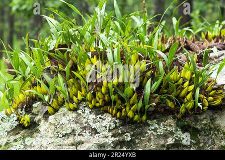 Coelogyne trinervis su una roccia, il tronco è un uovo di banana corto e succulento. O ovali gialli nelle rocce delle alte montagne nella foresta sempreverde secca, Foto Stock