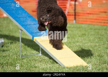 Irish Water Spaniel camminando lungo la rampa ma guardando indietro verso il gestore Foto Stock