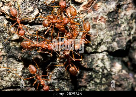 Formiche rosse sull'albero, il nome della specie Oecophylla smaragdina nella famiglia Formicidae Foto Stock