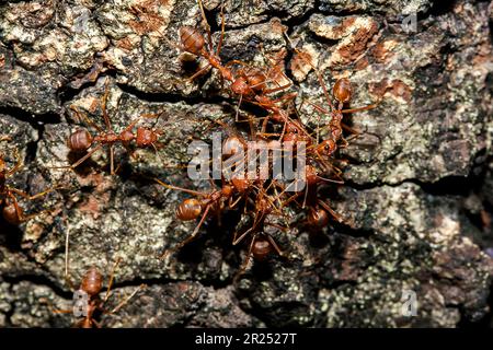 Formiche rosse sull'albero, il nome della specie Oecophylla smaragdina nella famiglia Formicidae Foto Stock