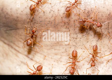 Formiche rosse sull'albero, il nome della specie Oecophylla smaragdina nella famiglia Formicidae Foto Stock