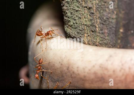 Formiche rosse sull'albero, il nome della specie Oecophylla smaragdina nella famiglia Formicidae Foto Stock