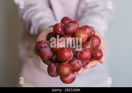 Mazzo di uve nelle mani di una ragazza. Closeup di uve mature raccolte a mano. Uve da vino rosso. Frutti di bosco freschi e succosi. Frutta dolce biologica sana Foto Stock