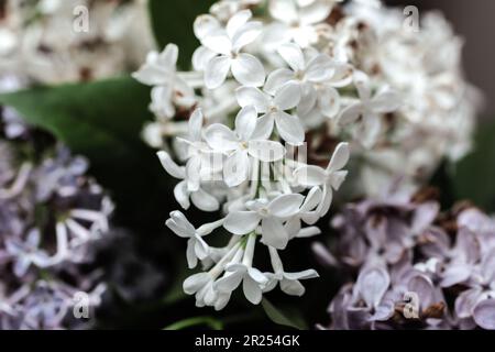 Un vero e proprio mazzo di lilla bianca fiorita per un'atmosfera romantica Foto Stock