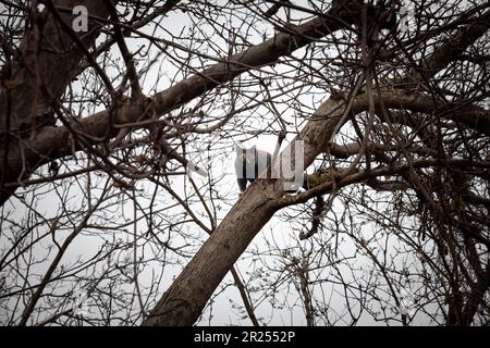 Immagine di un gatto su un albero, un gatto calico, in piedi in cima ad un ramo di un albero guardando il fotografo con occhi curiosi. Foto Stock