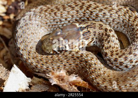 Balkan-Zornnatter, Balkanzornnatter, Zornnatter, Hierophis gemonensis, Coluber gemonensis, Hierophis laurenti, Coluber laurenti, serpente balcanico a frusta, co Foto Stock