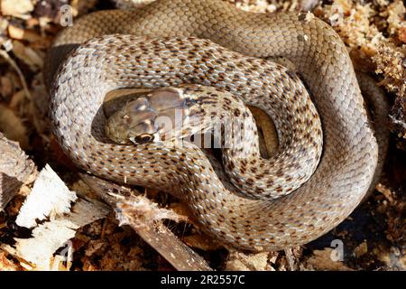 Balkan-Zornnatter, Balkanzornnatter, Zornnatter, Hierophis gemonensis, Coluber gemonensis, Hierophis laurenti, Coluber laurenti, serpente balcanico a frusta, co Foto Stock