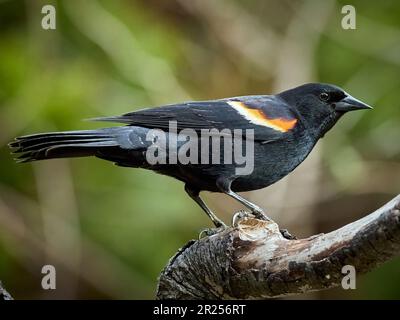 Uccello nero con alette rosse su un albero Foto Stock