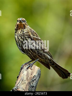uccello nero dalle ali rosse sul persico Foto Stock