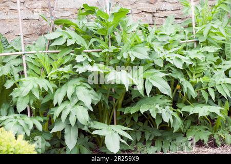 Cephalaria Gigantea, Gigante Scabious che cresce in una cornice di canne di bambù, ora alta 4 piedi. Un anno e cresciuto da semi, in Inghilterra Foto Stock