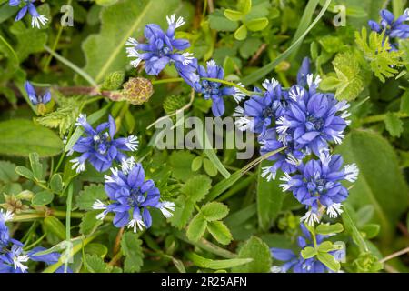 Gesso milkwort fiori (Polygala calcarea) su erba chak a Magdalen Hill Down, Hampshire, Inghilterra, Regno Unito Foto Stock